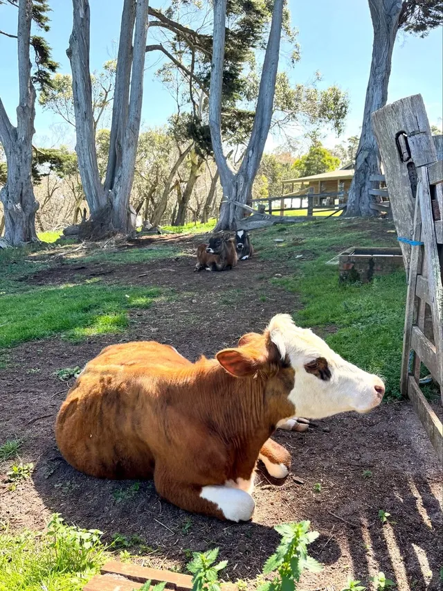 Melbourne週末好去處