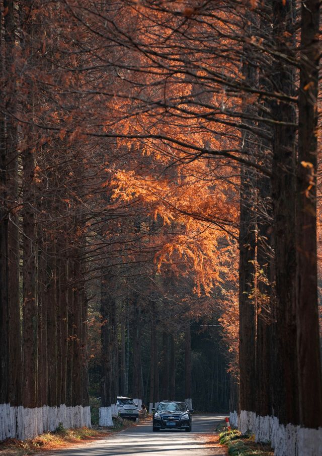 莫干山秋日秘境 | 紅杉林染盡山色 莫干山秋日秘境 | 紅杉林染盡山色