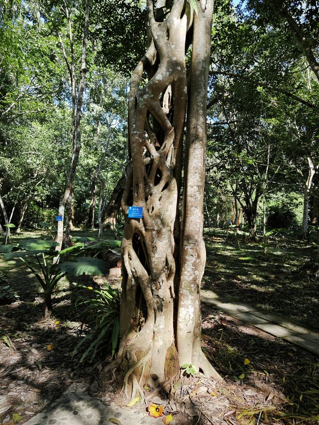 中國科學院西雙版納熱帶植物園真的太寶藏了，必須安利給大家