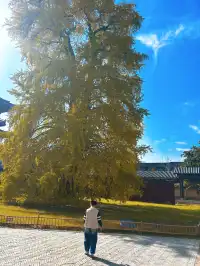 濮院|從宜興出發1.5h找到古鎮白月光!