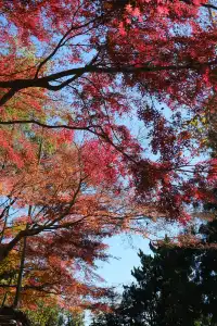 莫干山的楓葉紅啦錯過等一年