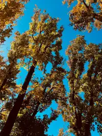 香港上學日常:在香港維園發現一處北方秋天