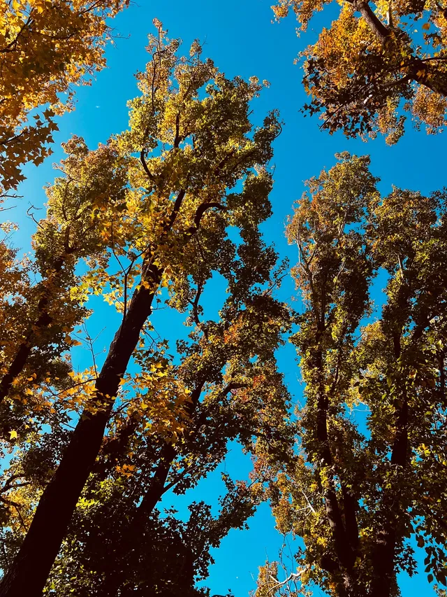 香港上學日常:在香港維園發現一處北方秋天 香港上學日常:在香港維園發現一處北方秋天