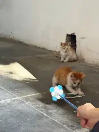 蘇州|西園寺已進入秋季最佳觀賞期