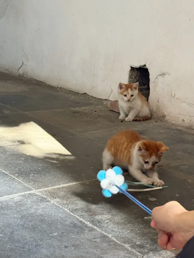 蘇州|西園寺已進入秋季最佳觀賞期 蘇州|西園寺已進入秋季最佳觀賞期