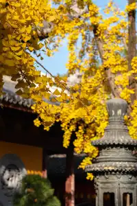 深秋的龍華寺美到無法用言語描述