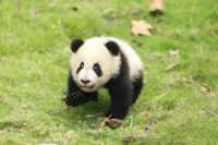 小團子“朋友圈”爆笑日常,揭秘熊貓幼仔成長趣事