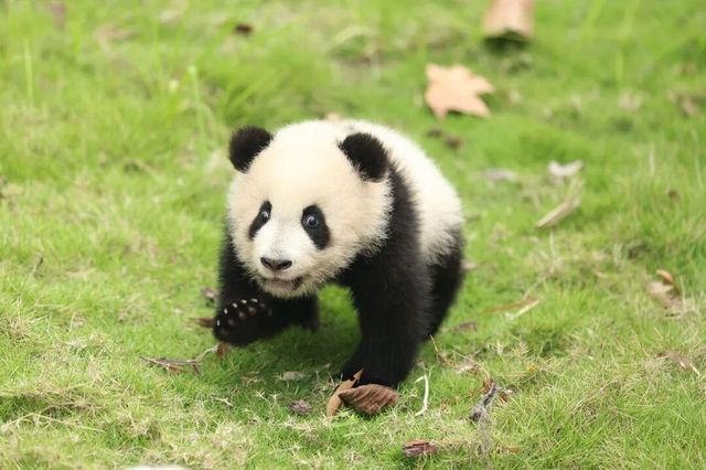 小團子“朋友圈”爆笑日常,揭秘熊貓幼仔成長趣事 小團子“朋友圈”爆笑日常,揭秘熊貓幼仔成長趣事