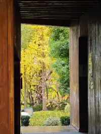 世博公園限時銀杏，週末快衝| 附機位攻略