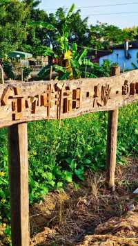 廈門冬天驚現油菜花!海滄呢片金色花海,湊B打卡超正