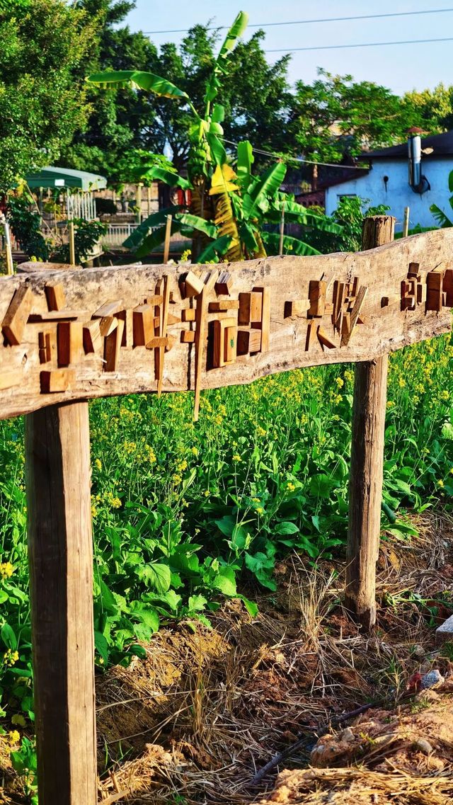 廈門冬天驚現油菜花!海滄呢片金色花海,湊B打卡超正 廈門冬天驚現油菜花!海滄呢片金色花海,湊B打卡超正