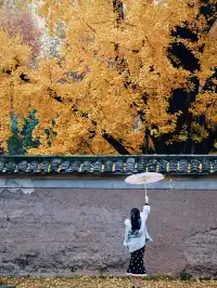 重慶銀杏|舉人樓今日實況,含「金」量超高!