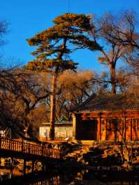 皇家禮遇與雪原牧歌的奇遇記