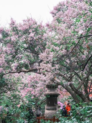 คู่มือชมดอกไม้ที่วัดฝ่าหยวน ปักกิ่ง