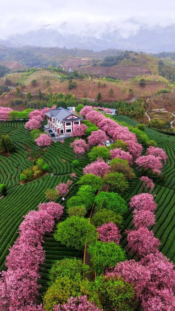 Tea Garden Healing Tour: All the Spring Healing Vibes Are Here