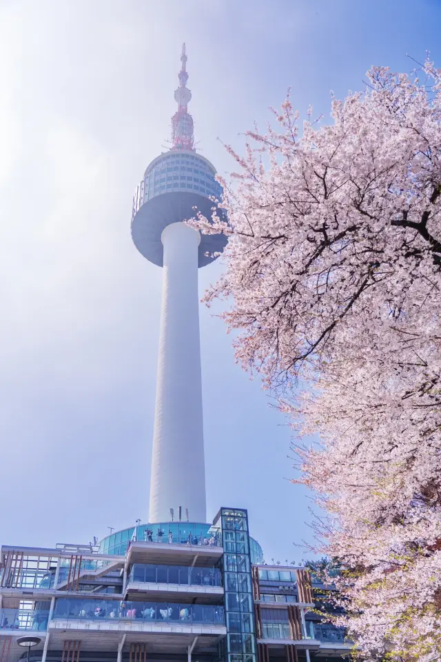 Seoul Tower Cherry Blossom Tour｜Namsan’s Stunning Cherry Blossom Tunnel, April is the Perfect Time!