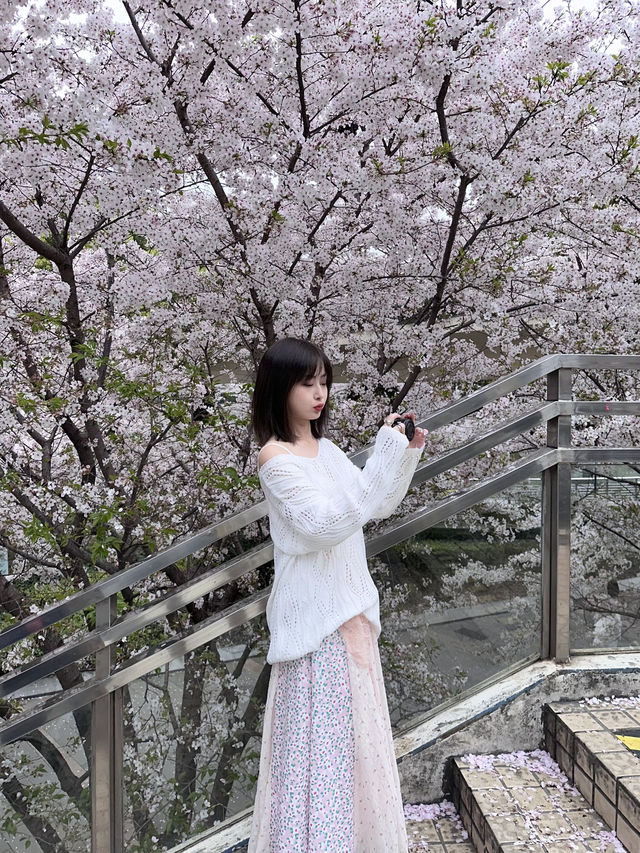 Shanghai Spring Flower Viewing Guide | Trip.com Shanghai