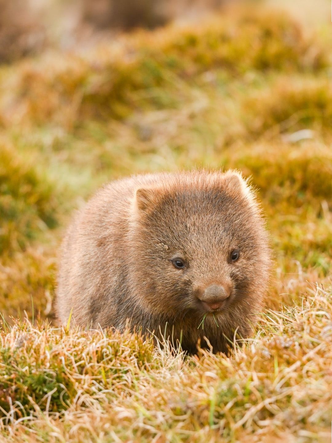 Fun and affordable! 5-day small group tour in Tasmania with Aurora cruise