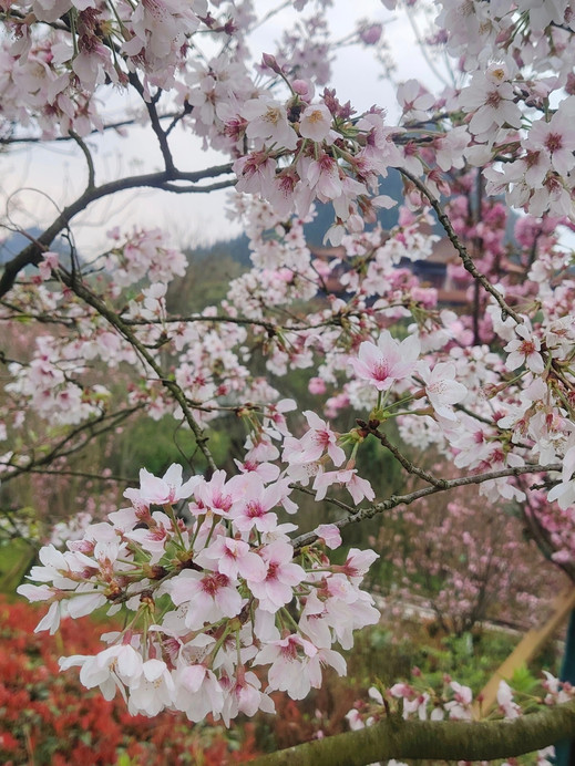 混雑を避けて花を楽しむベストルート | Trip.com 興義
