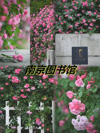 Nanjing spring limited city center 200m pink