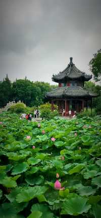 北京盛夏的粉色秘境蓮花池公園太仙了!