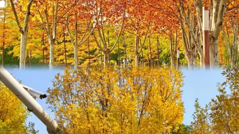 Spent 5 days in Puyang this fall with no letdowns — traveler post in Qingfeng