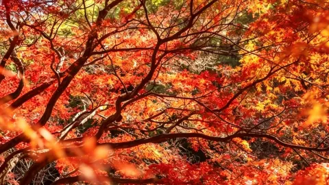 成都周邊最早的秋天，藏在這片楓林裡 — traveler post in 德陽