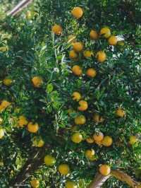 สวนส้มยิ้มเหนือฝัน  สวนส้ม organic ปลอดสารพิษ