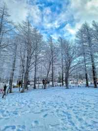강원도 겨울여행은 여기! 정선 만항재❄️