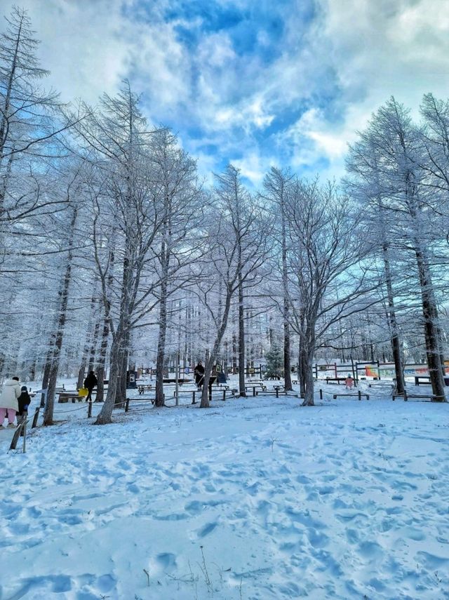 강원도 겨울여행은 여기! 정선 만항재❄️
