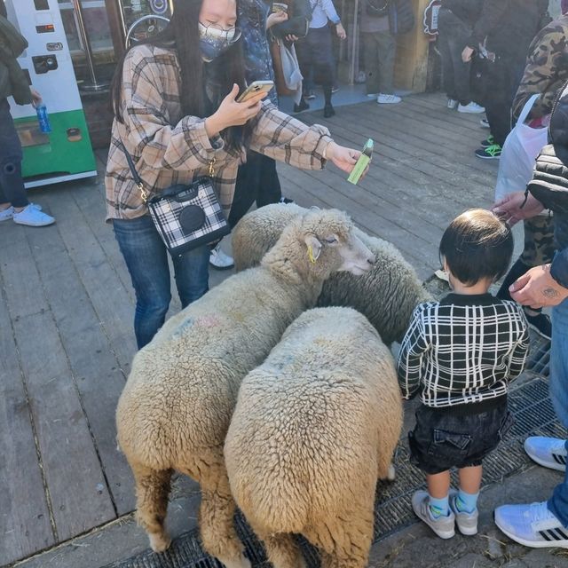 Cutie Little Sheeps At Cingjing Farm