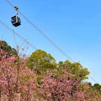 香港櫻花園🌸cherry blossom garden in Hong Kong🇭🇰 