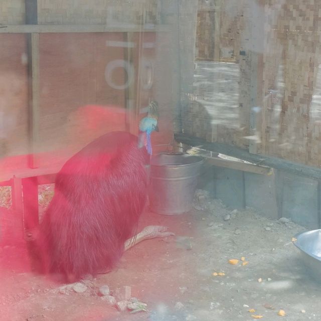 Manila Zoo
