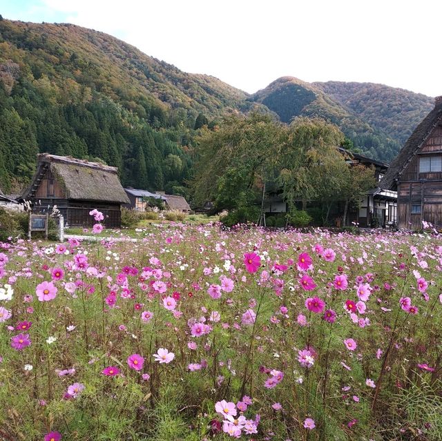 日本中部白川鄉
