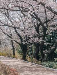 나만 알고싶은 부산 벚꽃 명소, 황령산