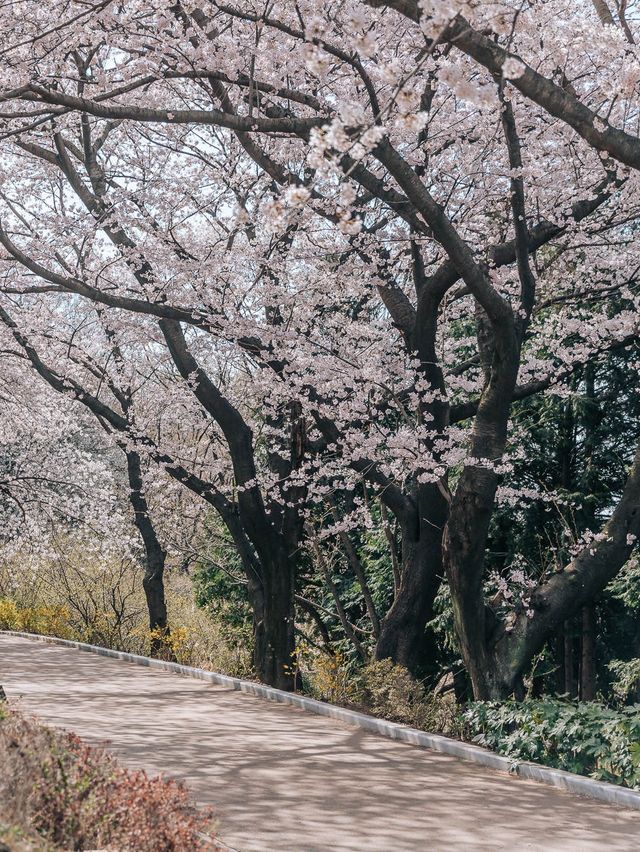 나만 알고싶은 부산 벚꽃 명소, 황령산