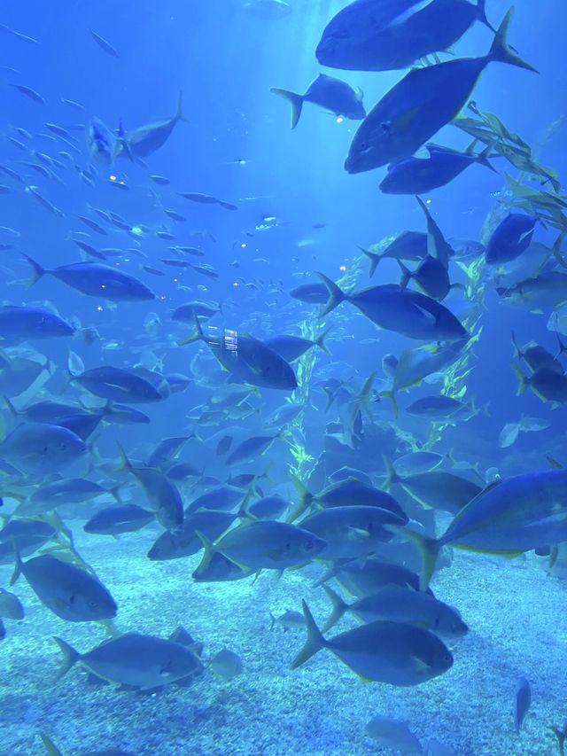 제주 비오는 날 데이트, 아쿠아 플라넷🦈