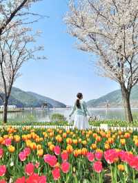 튤립과 벚꽃의 콜라보, 옥연지 송해공원🌸🌷
