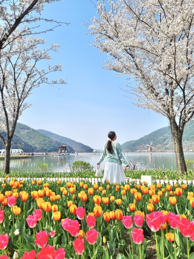 튤립과 벚꽃의 콜라보, 옥연지 송해공원🌸🌷