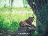 สวนสัตว์เปิด ซาฟารีปาร์ค กาญจนบุรี