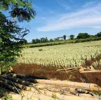 Camp Philips - Pineapple Plantation 