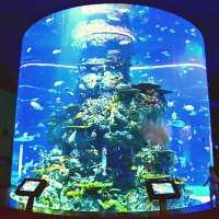 🐡South East Asia Aquarium