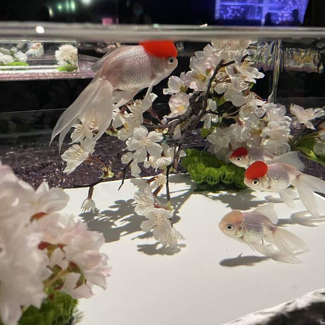 東京最美🗺️銀座藝術水族館🎏🎏🎏