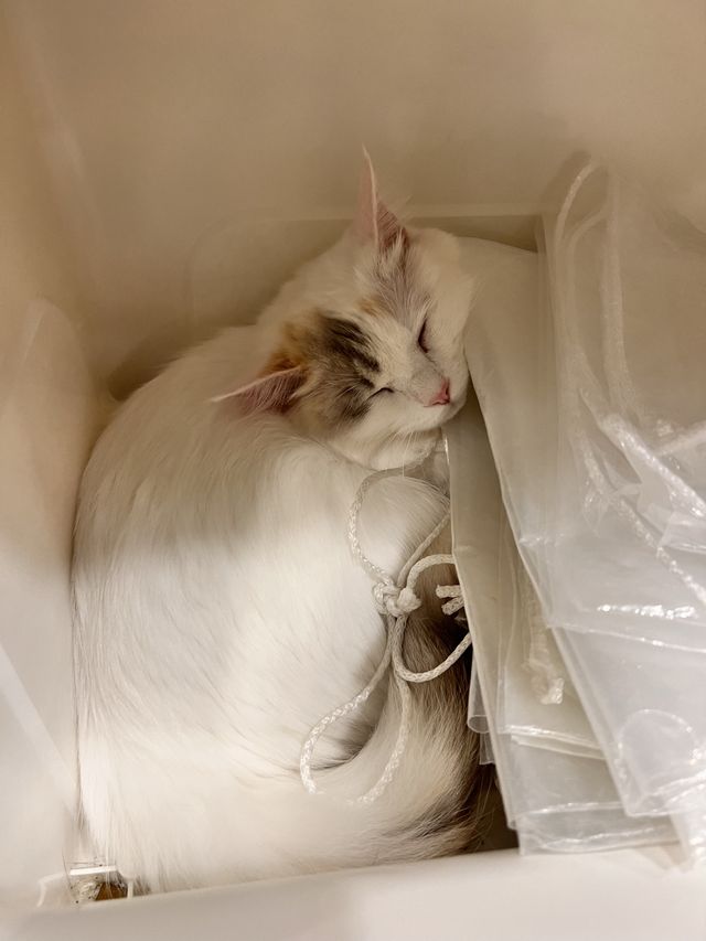 〖 韓国・明洞〗明洞の猫カフェが復活‼︎🐈　時間無制限でゆっくり過ごせます🙌🏻