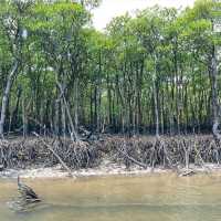 【沖縄県/西表島】仲間川マングローブクルーズ
