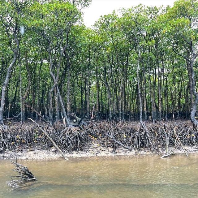 【沖縄県/西表島】仲間川マングローブクルーズ 【沖縄県/西表島】仲間川マングローブクルーズ