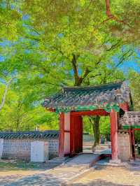 울창한 대나무숲 포토존이 유명한 전주 핫플!🍃🎋