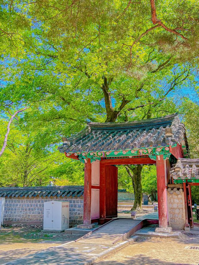 울창한 대나무숲 포토존이 유명한 전주 핫플!🍃🎋
