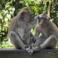 峇里島聖猴森林公園