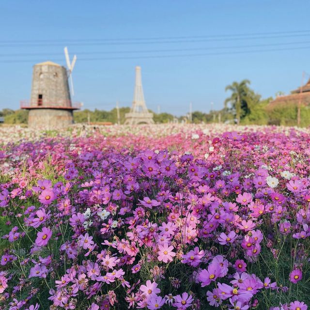 สวนดอกไม้ไร่ภาสทองที่ถ่ายรูปสวยๆสุดฮิต